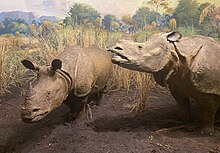 Indian rhinoceros diorama in the Hall of Asian Mammals Indian rhinoceros diorama at the Hall of Asian Mammals at AMNH.jpg