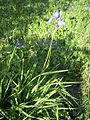 IrisSiberica-plant-hr.jpg