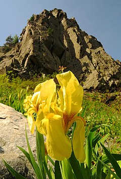 Райхенбахова перуника във Витоша