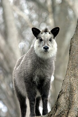 275px-Japanese_Serow_Wakinosowa_Japan.JP