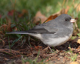 Téli sármánypinty (Junco hyemalis)