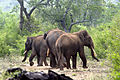 Kerala_Elephant_0170_by_N_A_Nazeer_02