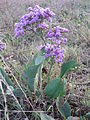 Limonium gmelinii