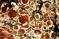 Lecanora eks.-skamlens- 3. jpg