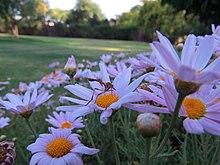 A fly in the family Vermileonidae, using its hypognathous proboscis to extract nectar from florets. Leptynoma sericea Worm lion fly 6168.jpg