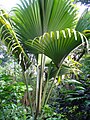 Les feuilles massives de Lodoicea maldivica sont parmi les plus grandes feuilles palmées de la famille