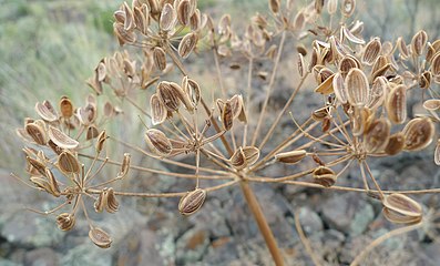 Mature seeds of var. multifidum