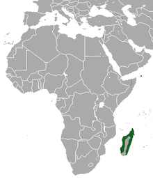 Мадагаскарская карликовая землеройка area.png