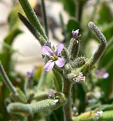 Aafrika malkolmia Malcolmia africana