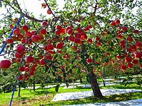 «Ֆուճի» խնձորենի
