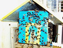 A swarm of mandacaias bees around an artificial beehive installed in a house's backyard in Brazil Mandacaias.jpg