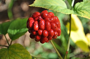 English: American ginseng berries are ripe by ...
