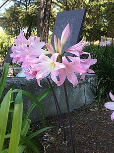 Amaryllis belladonna