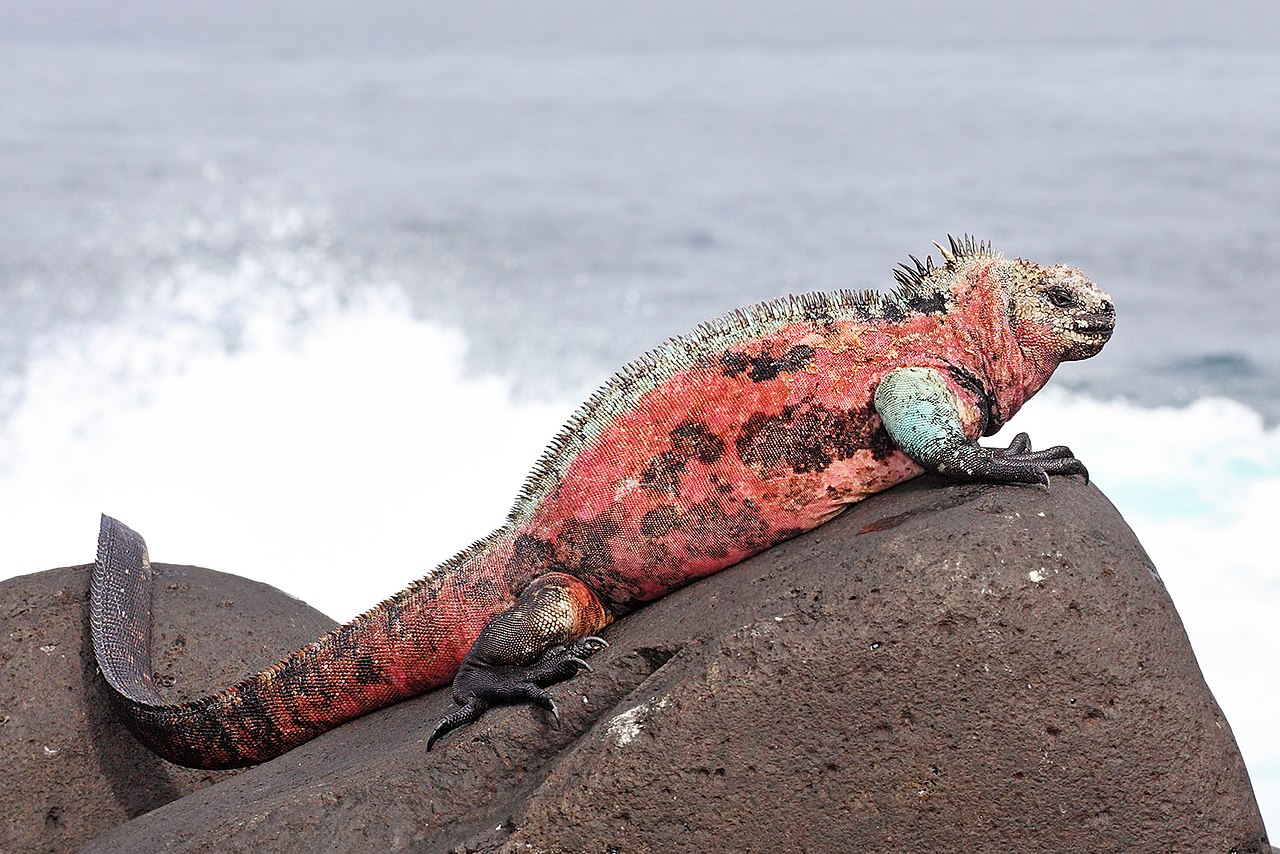 iguana iguana wiki