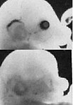 Maus mit Auge (oben) und ohne Auge (unten) als Resultat unterdrückter Pax6-Expression