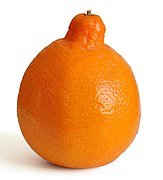 橘柚 Tangelo