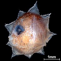 Ocean sunfish larva