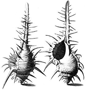 Ilustração de M. tribulus, a primeira espécie descrita (em 1758, por Carolus Linnaeus).