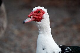 Muscovy duck