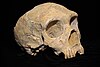 Neanderthal skull from Forbes' Quarry, Gibraltar. Discovered 1848