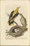 Oriolus oriolus (Eurasian golden oriole), print 11