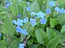 Kaukasisch vergeet-mij-nietje (Brunnera macrophylla ' )