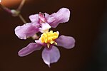 Artikel: Oncidium ornithorhynchum