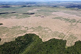 Desmatamento e fragmentação de habitat.