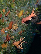 Orange noble corals