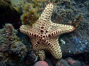 Oreaster clavatus