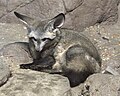 [2] Bat Eared Fox