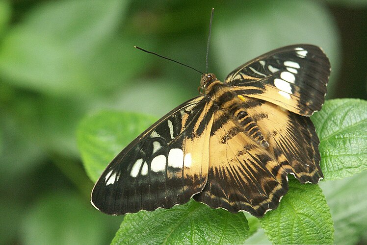 Бабочка Parthenos sylvia