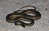 Peninsula ribbon snake