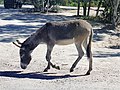 Háziszamár (Equus africanus asinus)