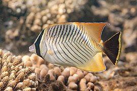 Chaetodon trifasciatus