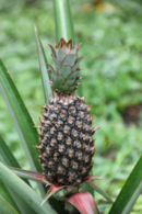 Piña en Basupú, Bioko