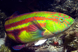 Papageien-Lippfisch (Pictilabrus laticlavius), Männchen