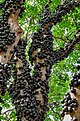 Fruits du jaboticaba.