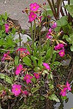 Miniatura para Primula rosea