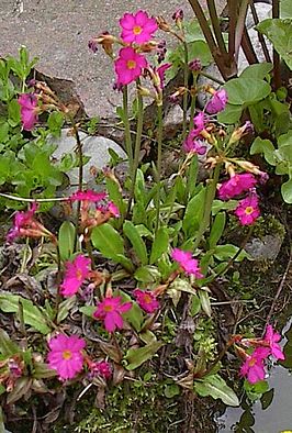 Primula rosea