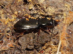 Description de l'image Pterostichus oblongopunctatus (Carabidae) (7817468706).jpg.