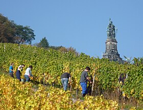 Image illustrative de l’article Vignoble du Rheingau