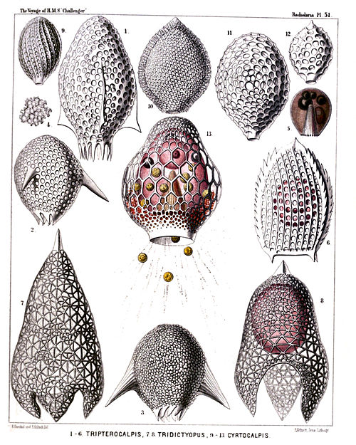 Plate 51.