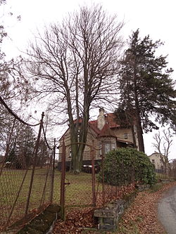 Buk Na Kopečku v zahradě někdejší vily malíře W. F. Jägera