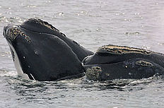 Whales in Ghana