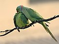 Parakeets (rose-ringed parakeet (Psittacula krameri manillensis), members of the order Psittaciformes