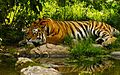 Royal-bengal-tiger-wallpaper.jpg