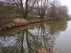 Břeh rybníka (podzim 2011)