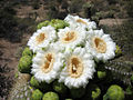 Saguaro flowers, سكوتسديل