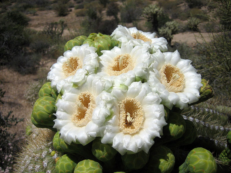 File: Saguaroflowers.jpg